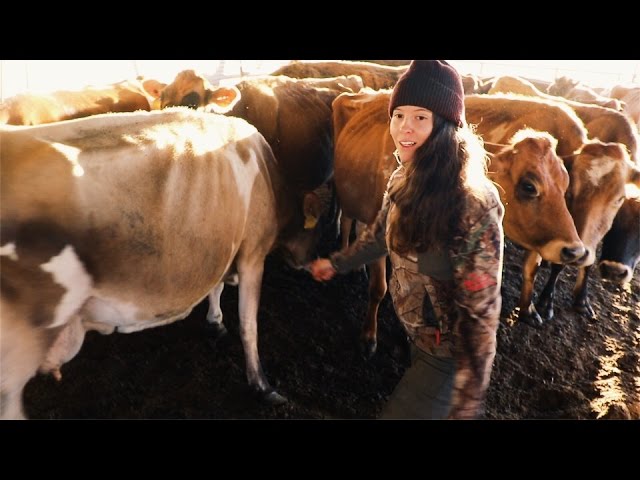 the Dairy Cows at Full Circle Farm