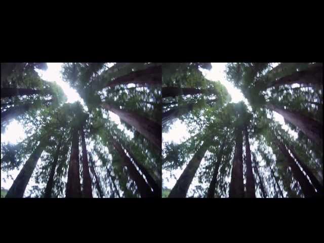 Smith River, Stout Grove, 3D
