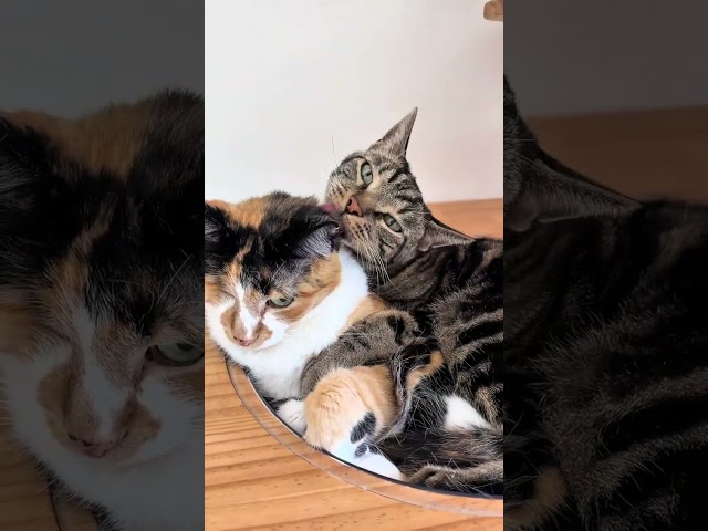 He won her back!!