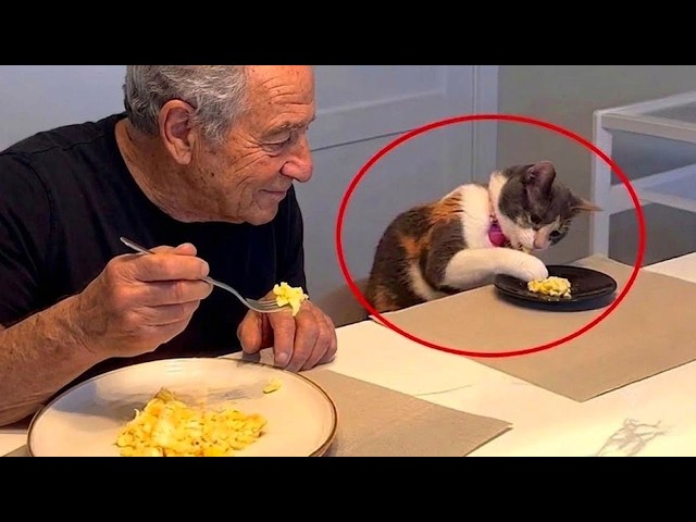 When Your Cat Decides They’re Part Of The Family! 🤣