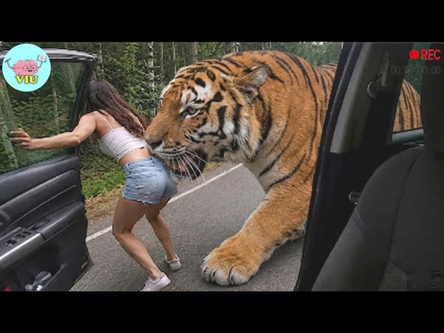 100 MOST TERRIFYING ANIMAL ATTACKS Ever Caught on Camera | Wild Animals Invading People’s Homes