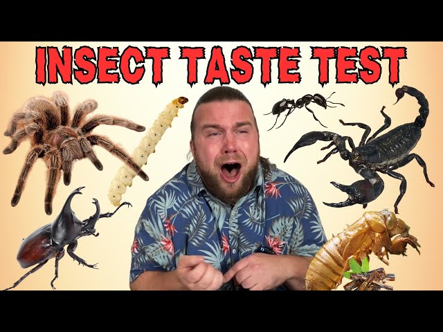 INSECT TASTE TEST (gave me nightmares)