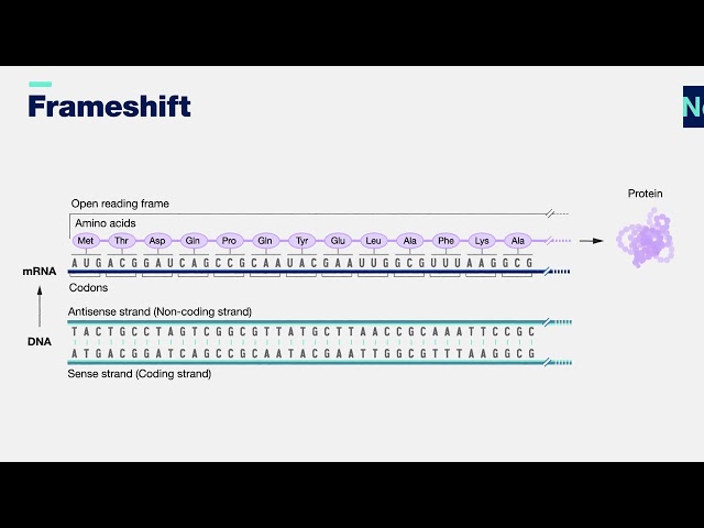 Frameshift mutation 3-D