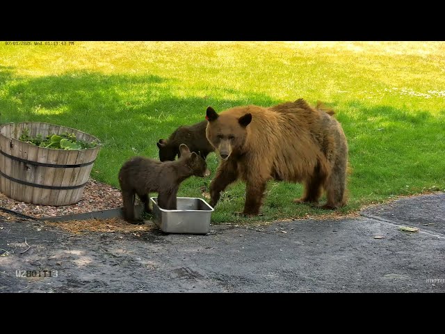 Some Cute Bear Cubs