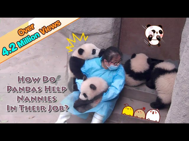 How Do Pandas Help Nannies In Their Jobs? | iPanda