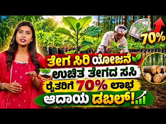 Farmers Get 70% Share | Teak Siri Scheme | ಉಚಿತ ತೇಗದ ಸಸಿ ರೈತರ ಆದಾಯ ಡಬಲ್‌! |Farmers Schemes