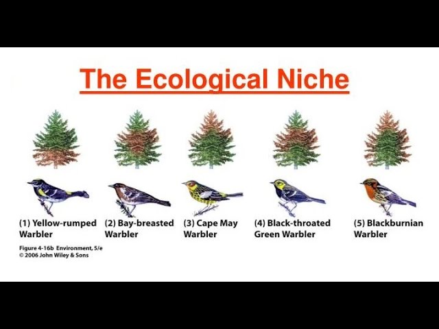 The Ecological Niche: History and Recent Controversies