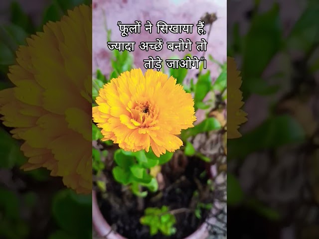 #फूलों से हमें यही सीख मिलतीहैं।# pretty flower #like #nature #subscribe