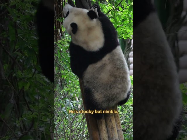 Atlanta's New Panda Guest Ping Ping | iPanda【Pandas’ World Travel】