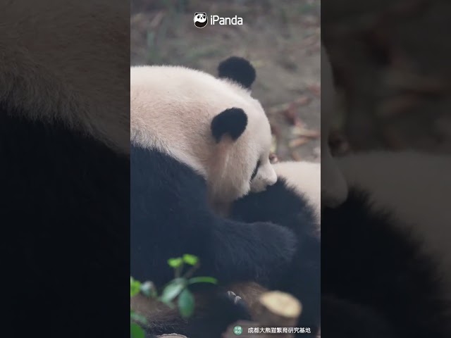 Panda Mom Has Two Fluffy Babies To Cuddle | iPanda #shorts