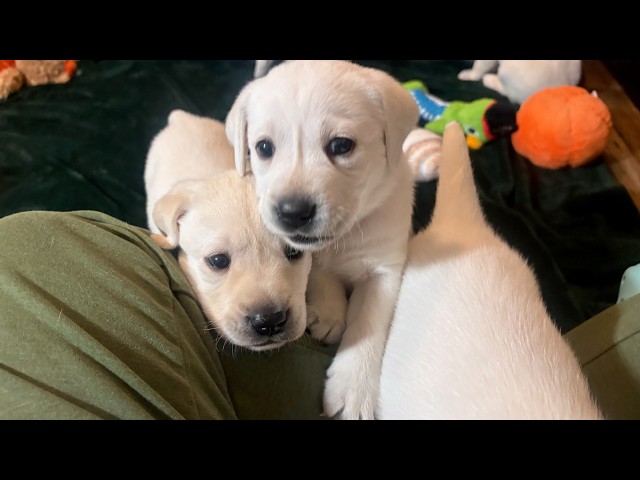 Risky Weigh-in! Mr HDL Braves the Pups' Sharp Teeth. Adorable Lab Puppies #labrador #cutepuppy
