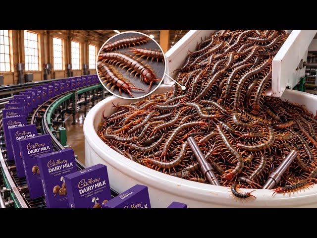 Inside the Edible Centipede Chocolate Factory | Full Manufacturing Process