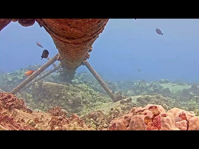 Aqualink Hawaii live stream