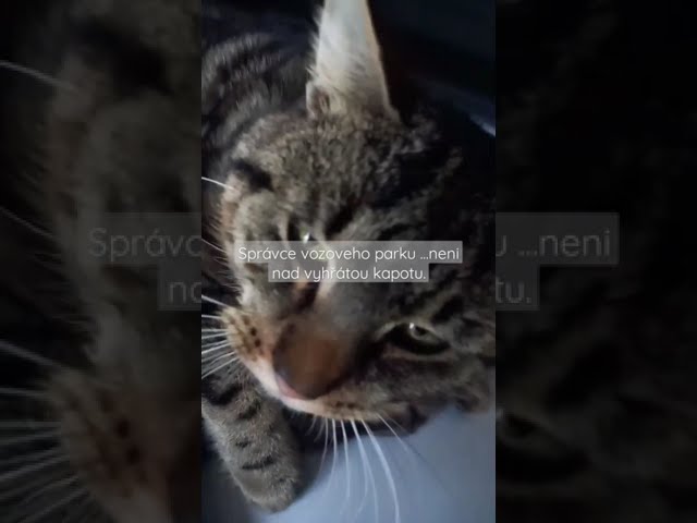 Mr. Juki CSK  Celkem Spokojený Kocour 😼