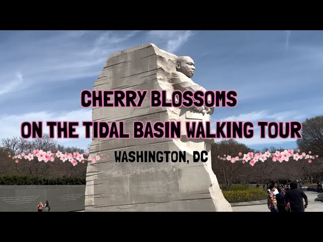 Cherry Blossoms on the Tidal Basin Virtual Tour