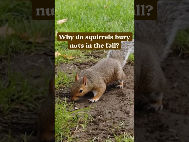 It’s officially bury-everything season! 🐿️ #wildlife #squirrel #naturepbs #autumn #stem