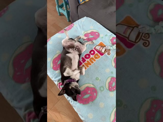 My dogs acting innocent after destroying their ball 😇🤣 Funny dogs | Chihuahua & Yorkie #Shorts