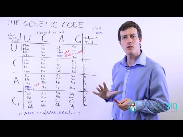 DNA and Genetic Mutations | 3 Types of Point Mutations and Frame Shift Mutations