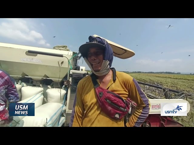 HARVEST SEASON ARRIVES, GRAINS PRICES PLUMBER - USM NEWS