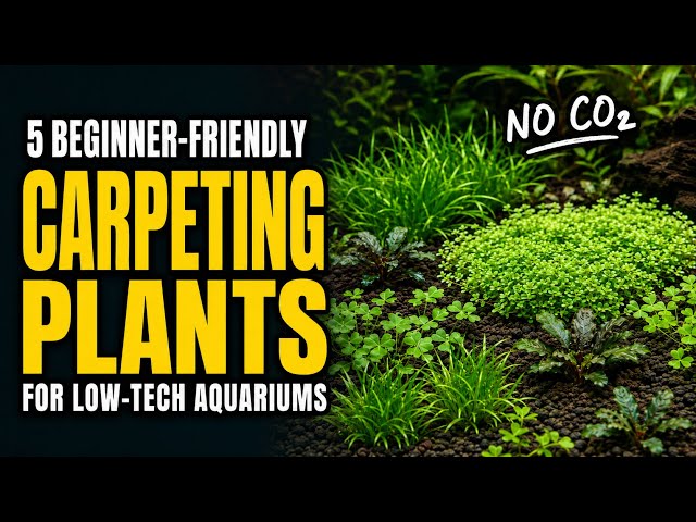 Why we love Beginner-Friendly Carpeting Plants for Low-Tech Aquariums