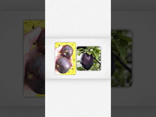 Every Apple Explained - Arkansas Black