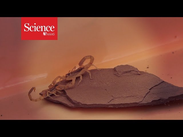 XX Files : Scorpion hunters : Courting scorpions [CLIP]