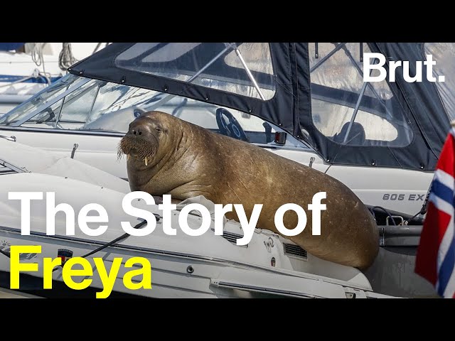 Why this Walrus was Killed in Norway