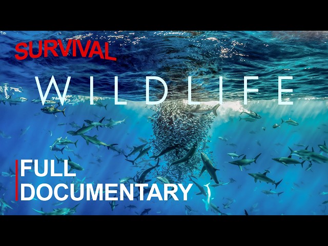 OCEAN WILDLIFE II | The Untold Battle for Survival in Nature’s Kingdom | FULL DOCUMENTARY
