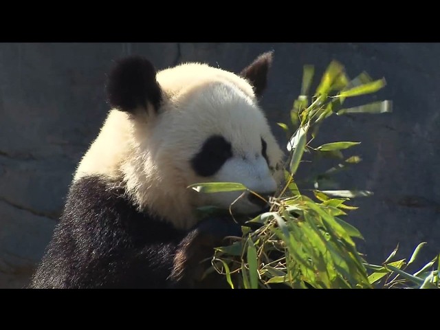 Giant pandas arrive in Atlanta from China