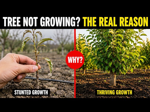 Why Your Peach Tree Is Growing So Slowly — 8 Mistakes That Are Stunting It