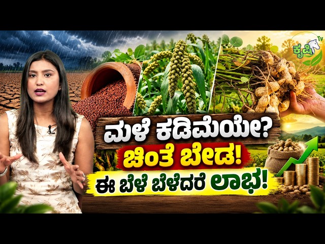 PROFITABLE FARMING TIPS | ಮಳೆ ಕಡಿಮೆಯೇ? ಚಿಂತೆ ಬೇಡ! ಈ ಬೆಳೆ ಬೆಳೆದರೆ ಲಾಭ!