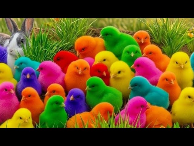 Tangkap Ayam Lucu, ayam warna warni, ayam rainbow, kelinci lucu, bebek lucu, ikan koi, Hewan Lucu