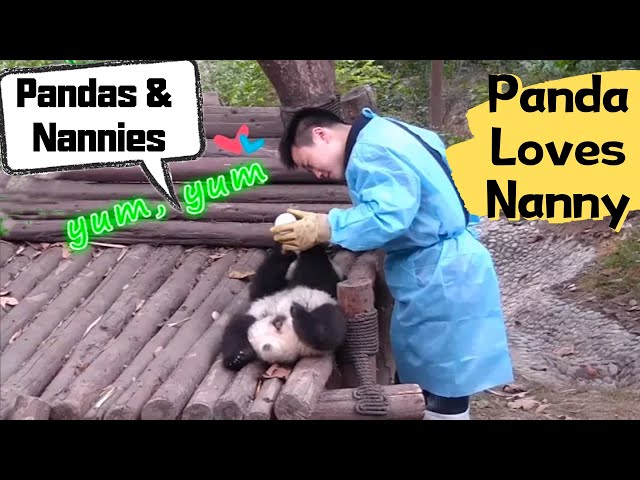 Panda Cubs' Life with Zookeepers | iPanda