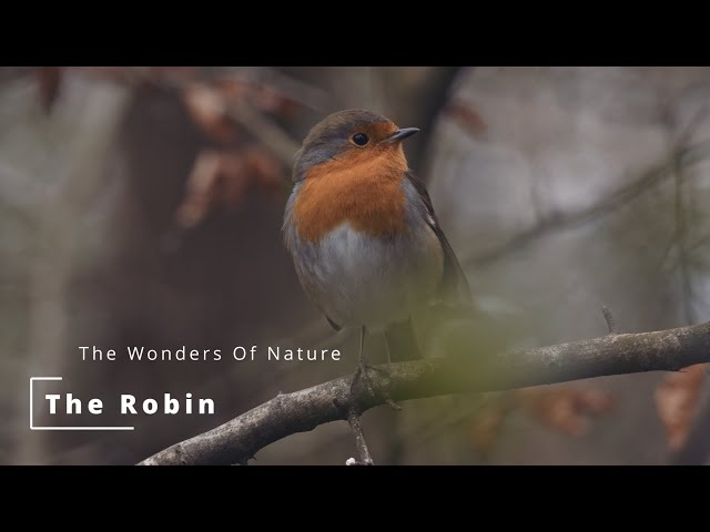 The Robin Documentary