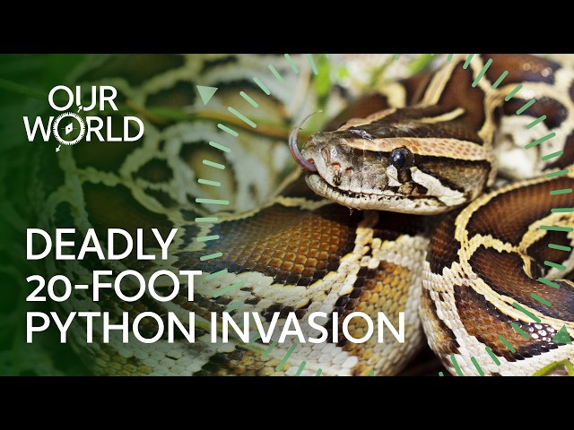 Hunting Florida’s Deadliest Invasive Pythons (4K Documentary)