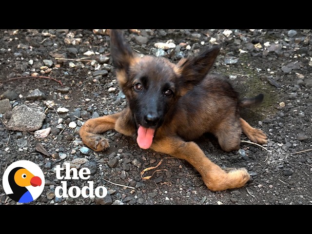 Paralyzed Puppy Learns To Run With Her Brother By Her Side | The Dodo