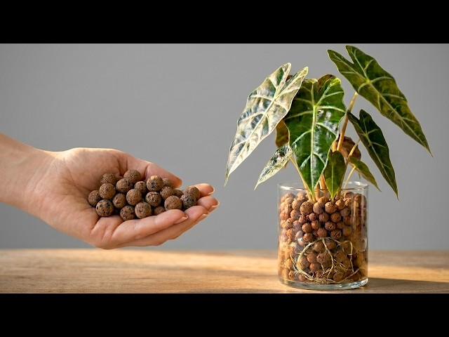 I Wish I’d Known This Sooner: How to Easily Save a Struggling Plant 🌱
