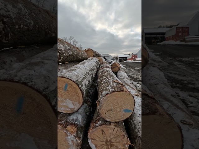 A load of beautiful northern white pine logs # shorts