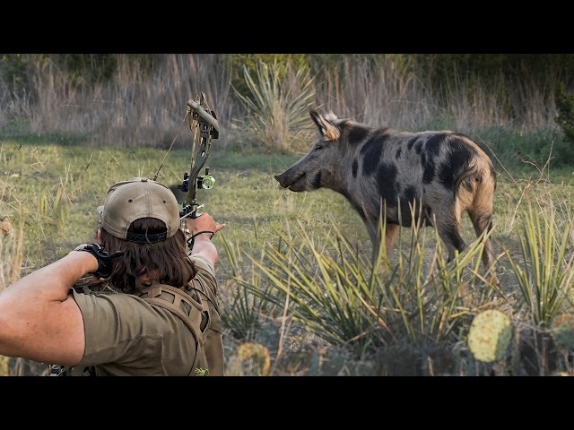 Bow Hunting Wild Hogs WESTERN STYLE | 2 Perfect Shots!