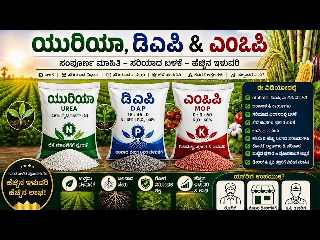 ಯೂರಿಯಾ, ಡಿಎಪಿ & ಎಂಒಪಿ ಸಂಪೂರ್ಣ ಮಾಹಿತಿ | ಸರಿಯಾದ ಬಳಕೆ, ಸರಿಯಾದ ಸಮಯ, ಹೆಚ್ಚು ಇಳುವರಿ! Krishi Decode By JS.