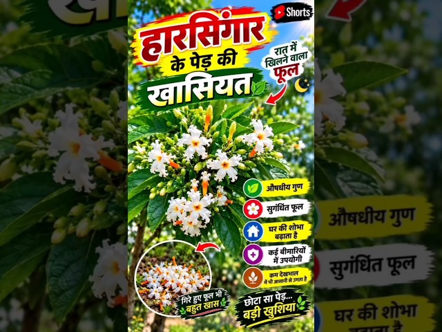 हारसिंगार का पेड़ ओर इसके गुण #harsingar #plant #farming #khatibadi #viral #shorts