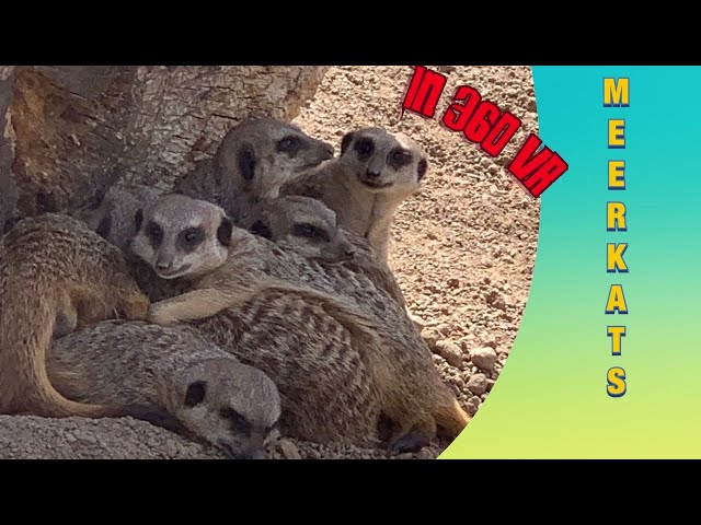 MEERKATS AT NORTHUMBERLAND COUNTY ZOO
