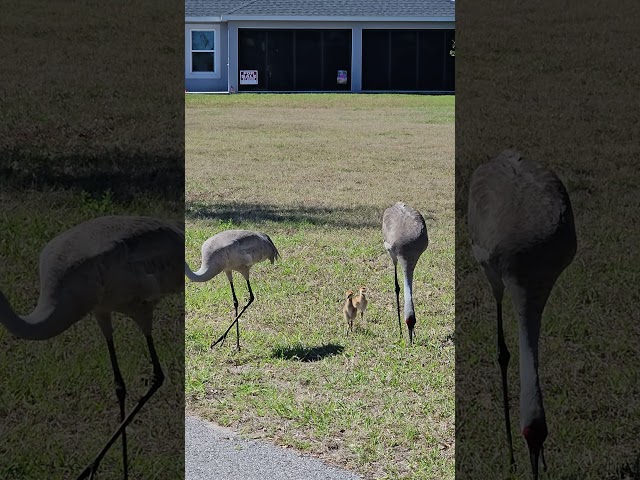Sandhill Cranes - New Family!!