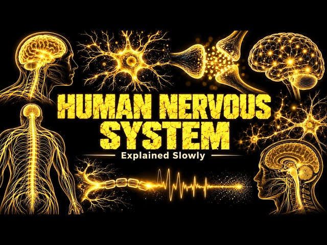Everything About The Human Nervous System Explained Slowly (For Sleep)
