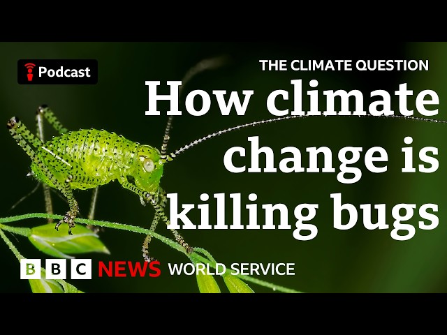 Coffee? Chocolate? How climate change affects food - The Climate Question podcast, BBC World Service