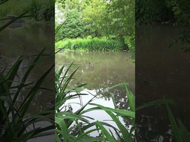 A Peaceful Morning at Whitby Park Lake 🦆 | 4K ASMR