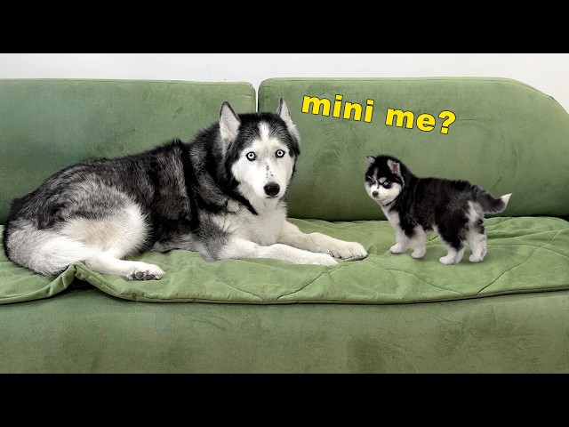We Might Be Expanding the Pack! Huskies and Сats Get Acquainted With a Tiny Pomsky Puppy