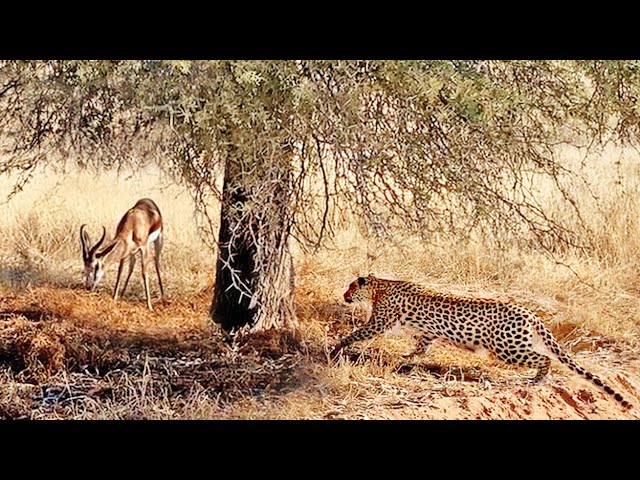 Buck Doesn't See the Leopard Behind This Tree...