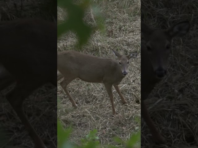 Do y’all shoot does early or late season?