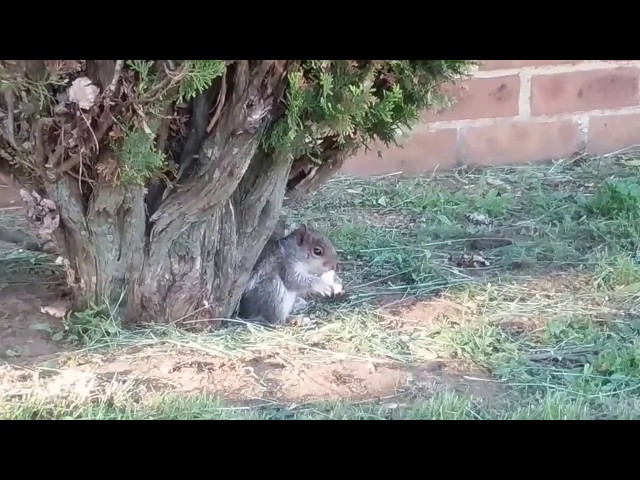 Nom Nom Nom Cute Baby Squirrel Eating
